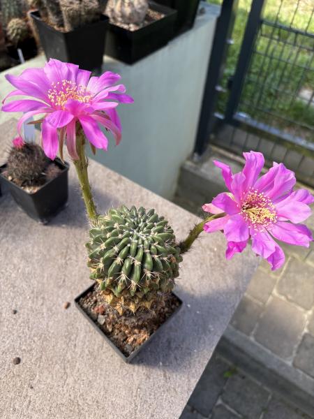 Echinopsis Hybr. violett
